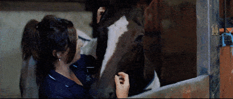 Expert Horse Care Tips